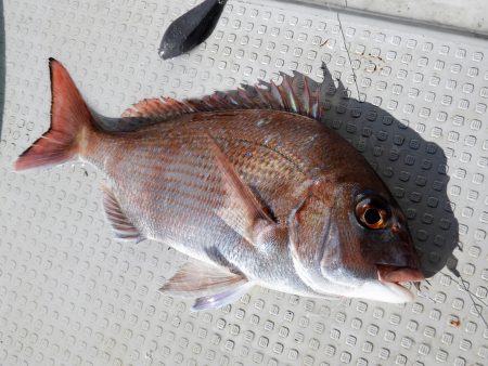 Fisherman Dreams DI 釣果