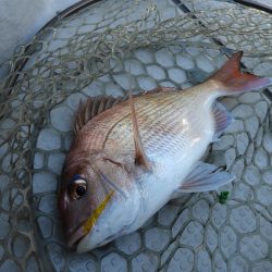 Fisherman Dreams DI 釣果