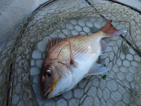 Fisherman Dreams DI 釣果