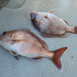 Fisherman Dreams DI 釣果