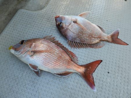 Fisherman Dreams DI 釣果