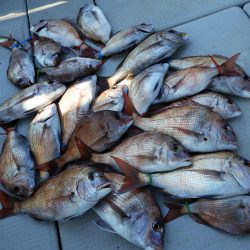 Fisherman Dreams DI 釣果