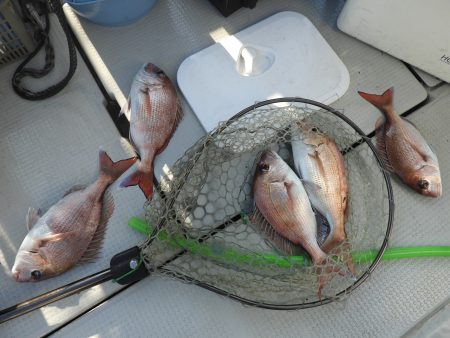 Fisherman Dreams DI 釣果