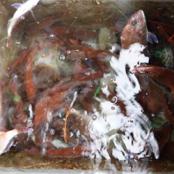 Fisherman Dreams DI 釣果