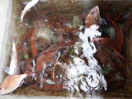 Fisherman Dreams DI 釣果