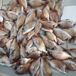 Fisherman Dreams DI 釣果