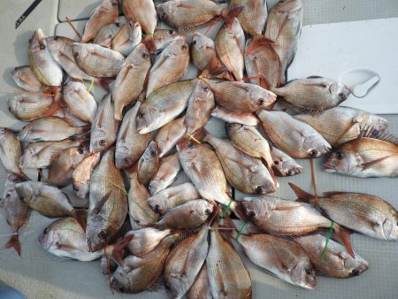 Fisherman Dreams DI 釣果