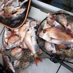 Fisherman Dreams DI 釣果