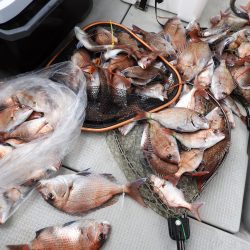 Fisherman Dreams DI 釣果