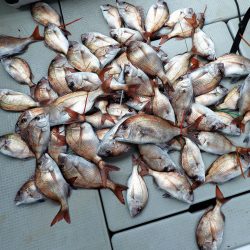 Fisherman Dreams DI 釣果