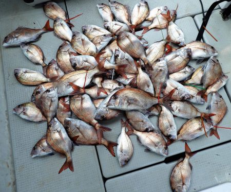 Fisherman Dreams DI 釣果