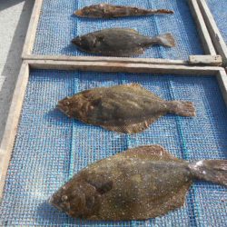 大進丸（愛知） 釣果