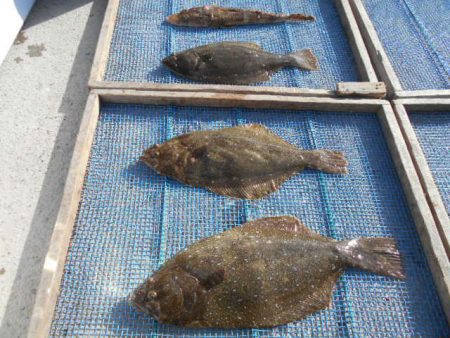 大進丸（愛知） 釣果