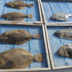 大進丸（愛知） 釣果