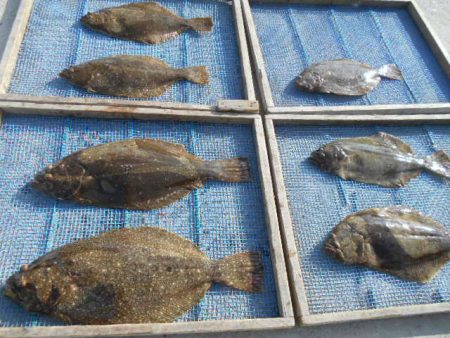 大進丸（愛知） 釣果