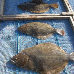 大進丸（愛知） 釣果