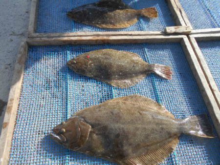 大進丸（愛知） 釣果