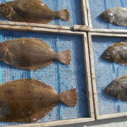 大進丸（愛知） 釣果