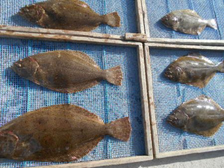 大進丸（愛知） 釣果