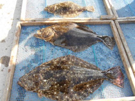 大進丸（愛知） 釣果