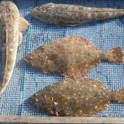 大進丸（愛知） 釣果