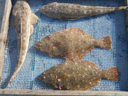 大進丸（愛知） 釣果