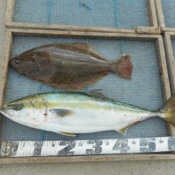 大進丸（愛知） 釣果