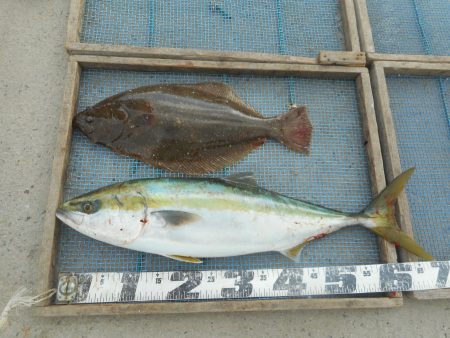 大進丸（愛知） 釣果