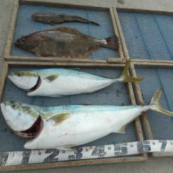 大進丸（愛知） 釣果