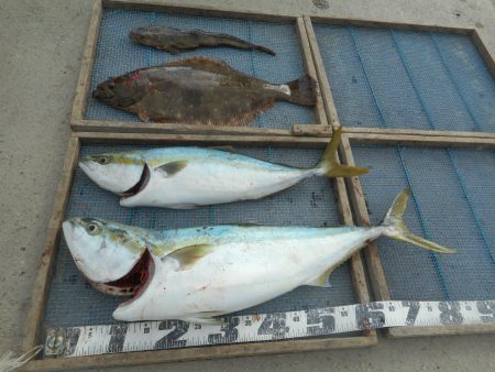 大進丸（愛知） 釣果