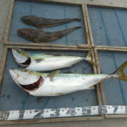 大進丸（愛知） 釣果