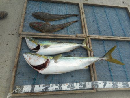 大進丸（愛知） 釣果