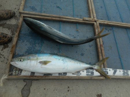 大進丸（愛知） 釣果