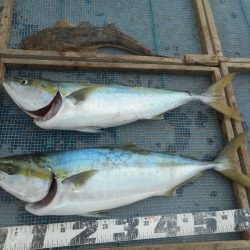 大進丸（愛知） 釣果