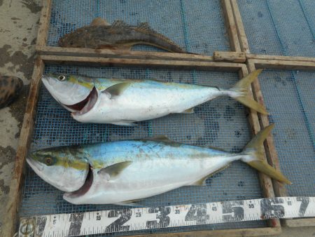 大進丸（愛知） 釣果