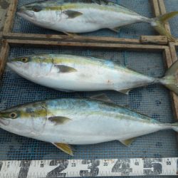 大進丸（愛知） 釣果