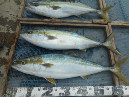 大進丸（愛知） 釣果