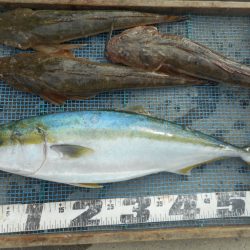 大進丸（愛知） 釣果