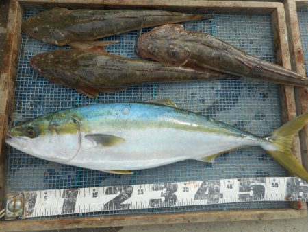 大進丸（愛知） 釣果