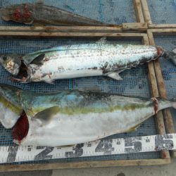 大進丸（愛知） 釣果