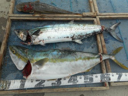 大進丸（愛知） 釣果