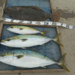 大進丸（愛知） 釣果