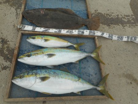 大進丸（愛知） 釣果