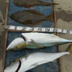 大進丸（愛知） 釣果