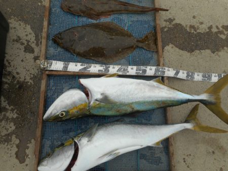 大進丸（愛知） 釣果