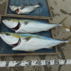 大進丸（愛知） 釣果