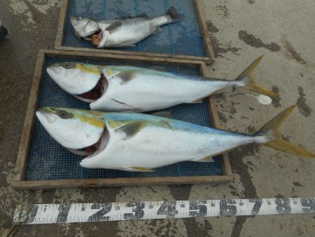 大進丸（愛知） 釣果