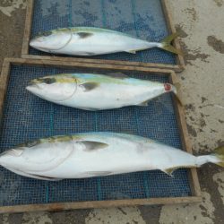 大進丸（愛知） 釣果