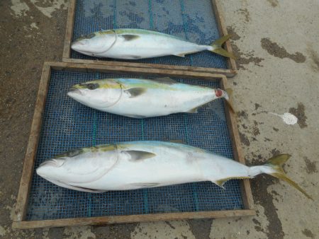 大進丸（愛知） 釣果