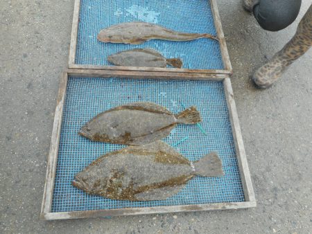 大進丸（愛知） 釣果